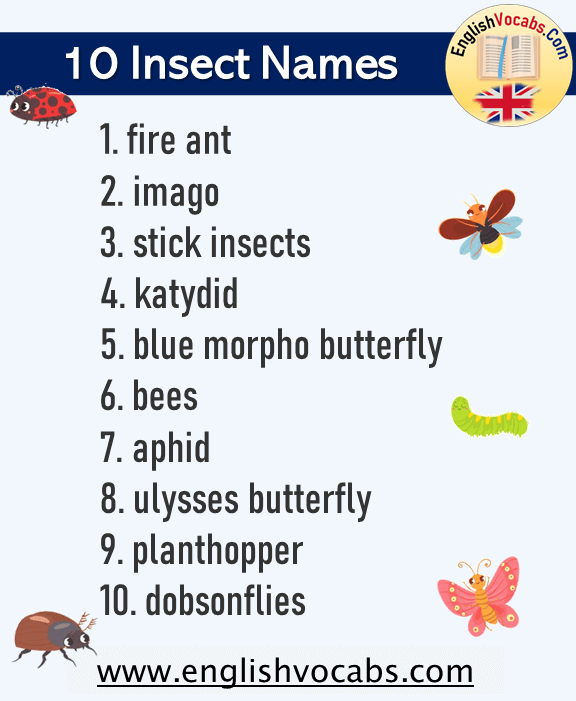 10 Insect Names List in English