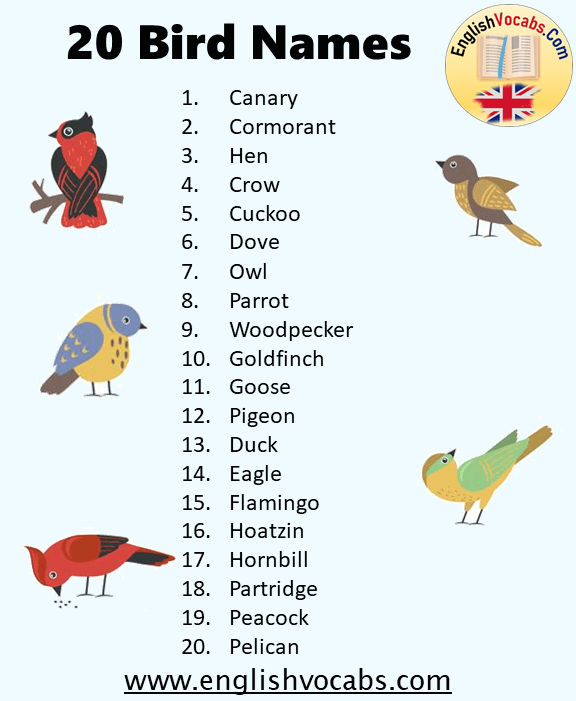20 Bird Name List
