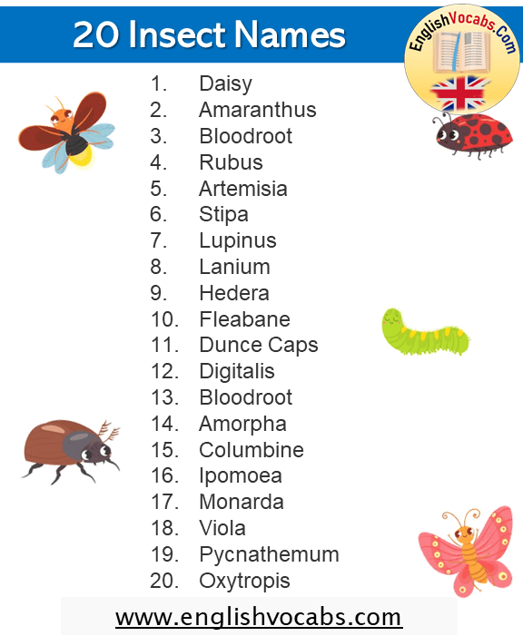 20 Insect Names List in English