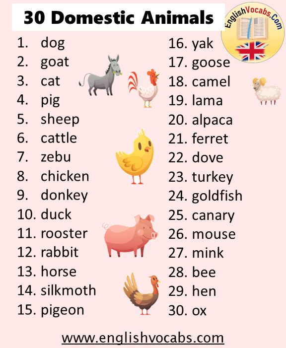 30 domestic animals name - English Vocabs