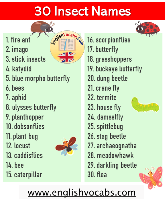 30 Insect Names List in English