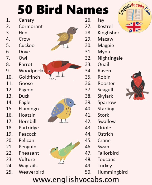 50 Bird Name List
