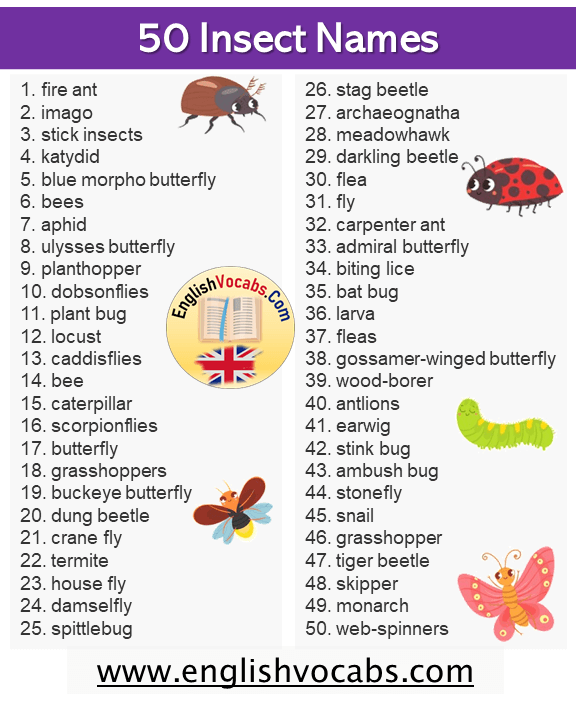 50 Insect Names List in English