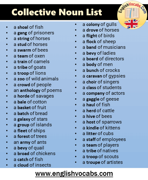 Collective Nouns List Starting With N