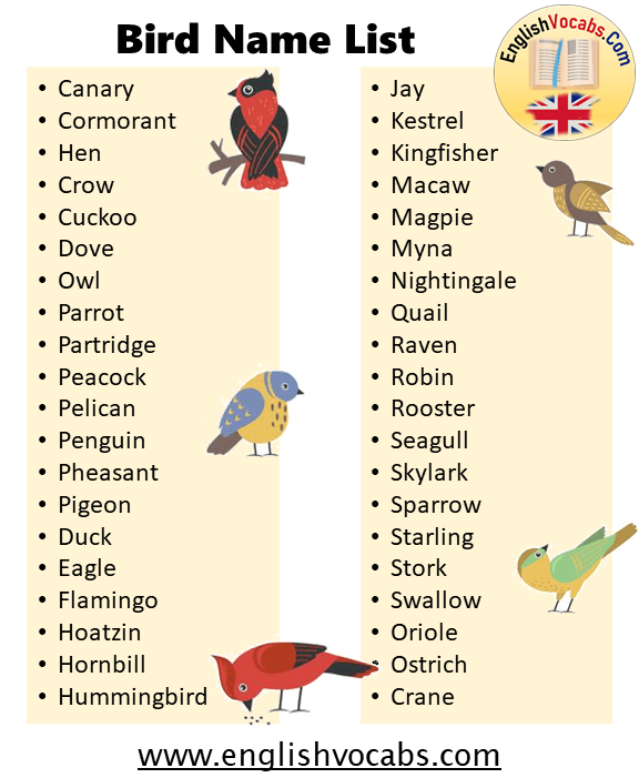 Birds Name List From A to Z in English