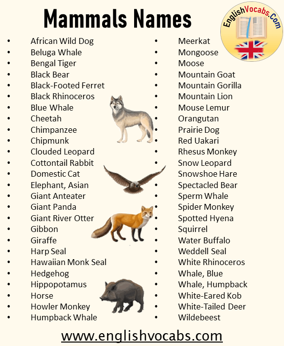 What is Mammal Animal? Definition and Mammal Animals Names List From A to Z