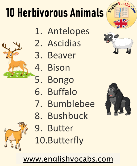 10 Herbivorous Animals Name List - English Vocabs