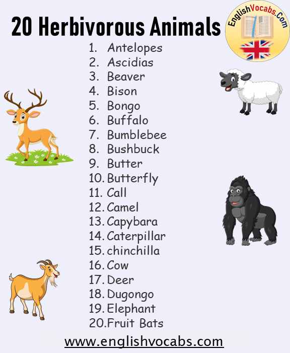 20 Herbivorous Animals Name List