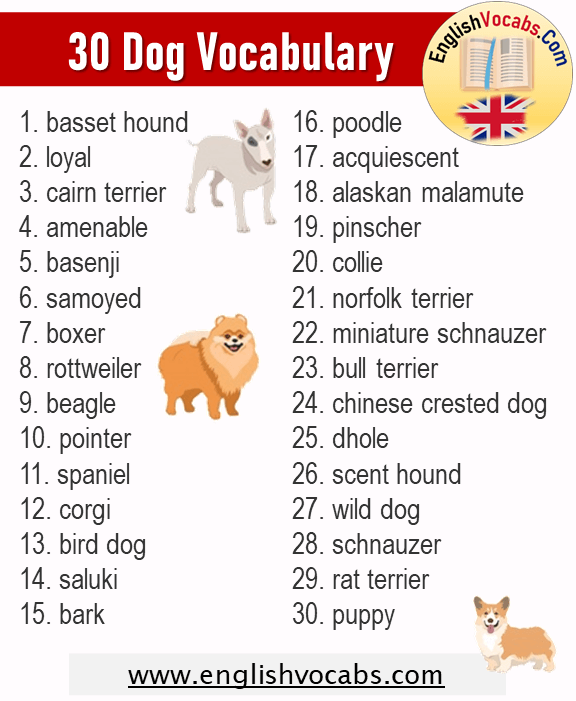 30 Dog Words, Dog Vocabulary List