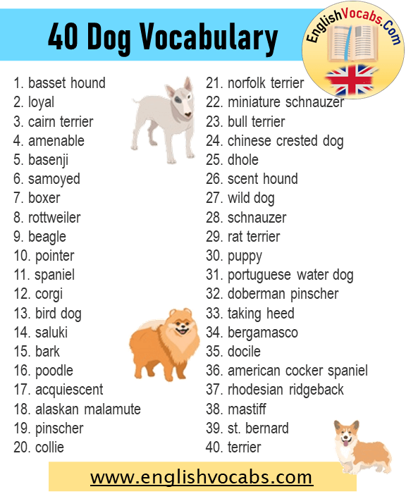 40 Dog Words Dog Vocabulary List English Vocabs