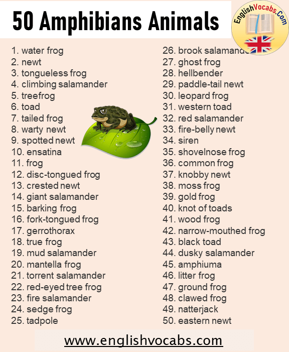 50 Amphibians Animals Name List