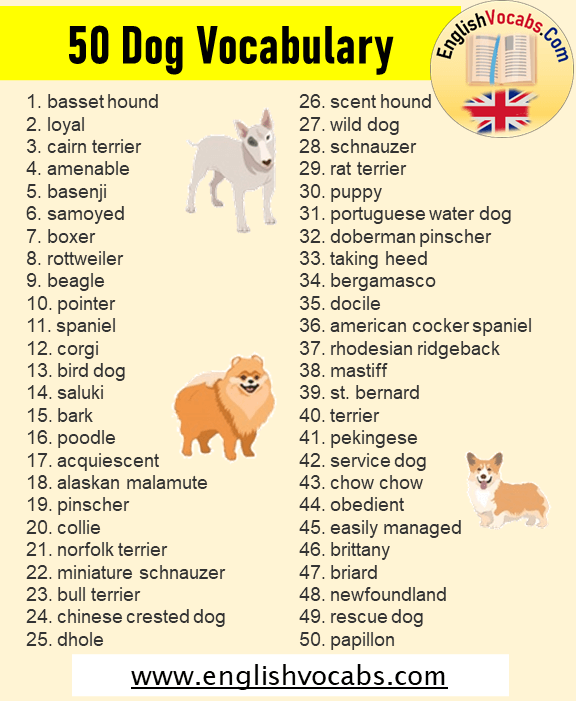 50 Dog Words, Dog Vocabulary List
