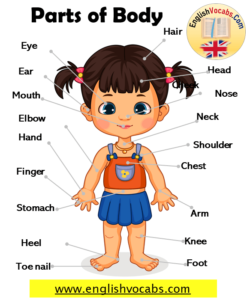 Parts of Body Names and Expressions, Organs in The Body - English Vocabs